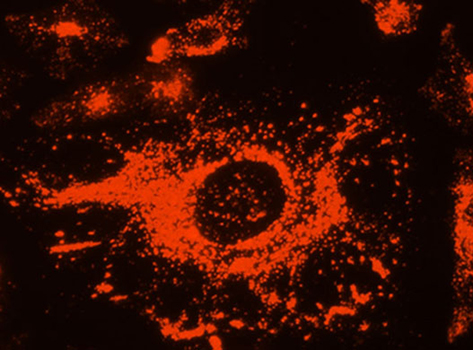 Lysosome Tracker (DeepRed)（溶酶体深红色荧光探针）| 亚细胞结构荧光染料 | EnkiLife恩玑生命