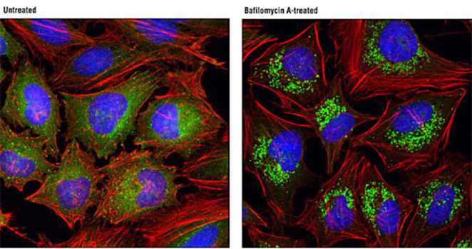 Lysosome Tracker (Green)（溶酶体绿色荧光探针）| 亚细胞结构荧光染料 | EnkiLife恩玑生命