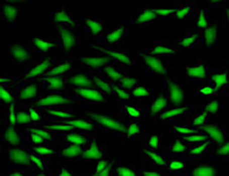 Fluo-3 AM（钙离子荧光探针,2mM）| 亚细胞结构荧光染料 | EnkiLife恩玑生命