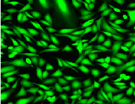 Fluo-4 AM（钙离子荧光探针,2mM）| 亚细胞结构荧光染料 | EnkiLife恩玑生命