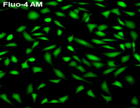 Fluo-4 AM（钙离子荧光探针）| 亚细胞结构荧光染料 | EnkiLife恩玑生命