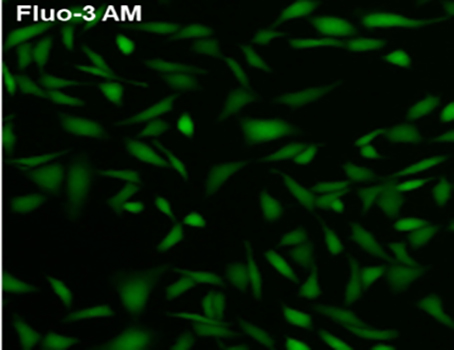 Fluo-3 AM（钙离子荧光探针）| 亚细胞结构荧光染料 | EnkiLife恩玑生命