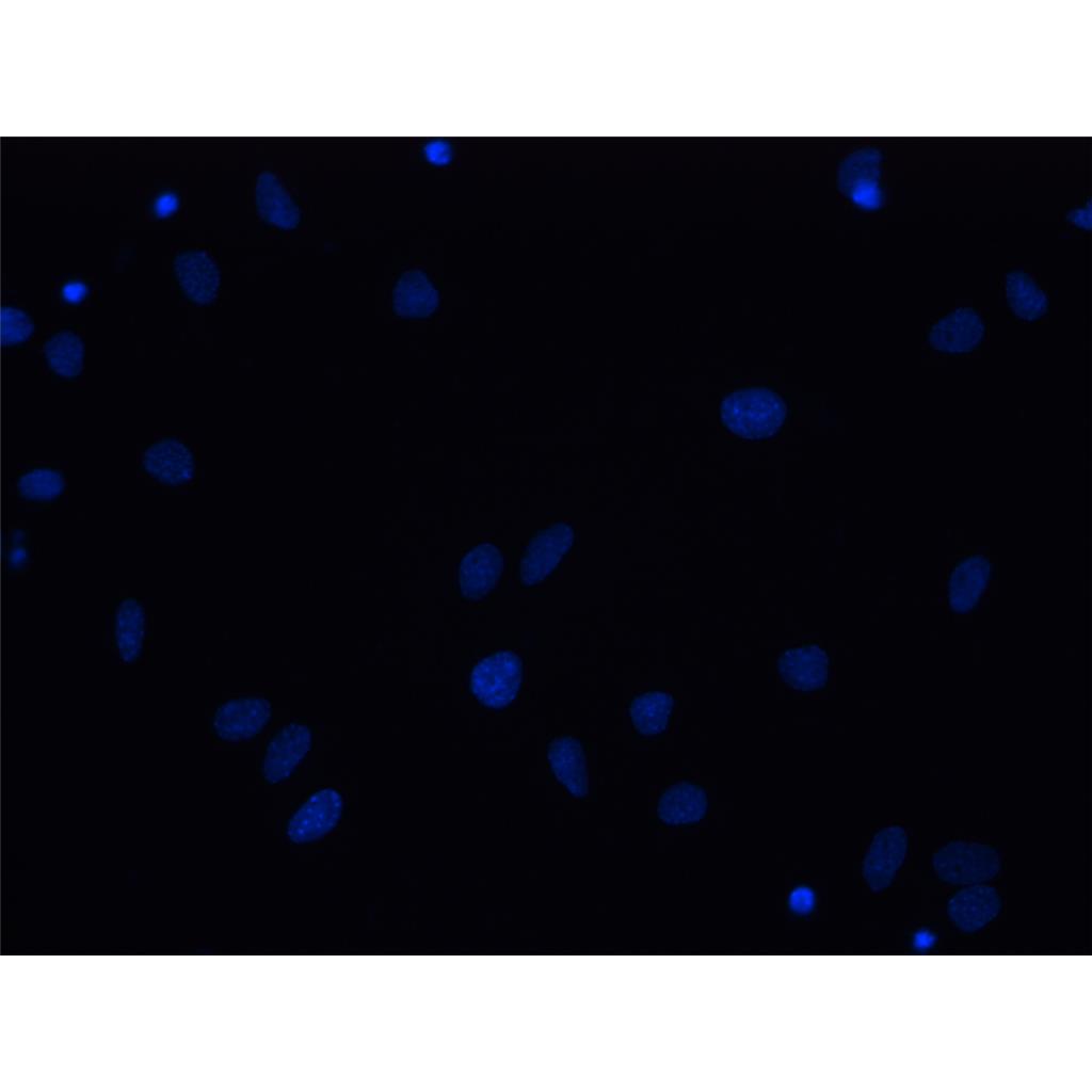 DAPI染色液（即用型）| 细胞核荧光染料 | EnkiLife恩玑生命