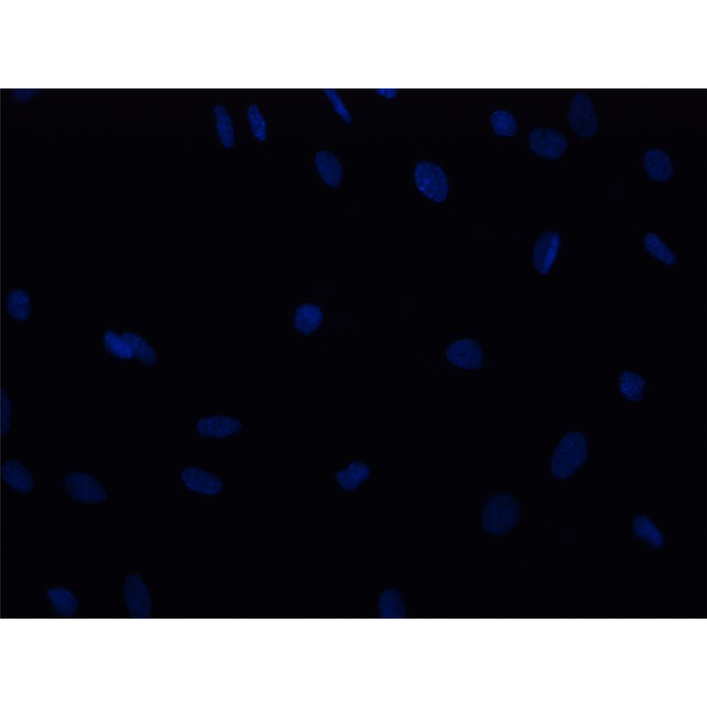 DAPI染料| 细胞核荧光染料 | EnkiLife恩玑生命