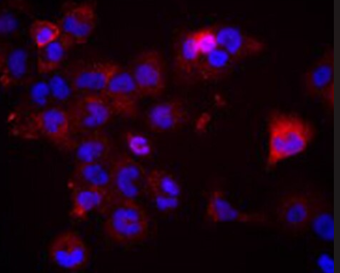 小鼠卵巢成纤维细胞