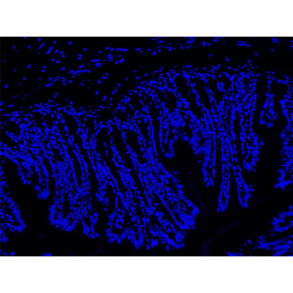 Hoechst 33342染色液（即用型）| 细胞核荧光染料 | EnkiLife恩玑生命