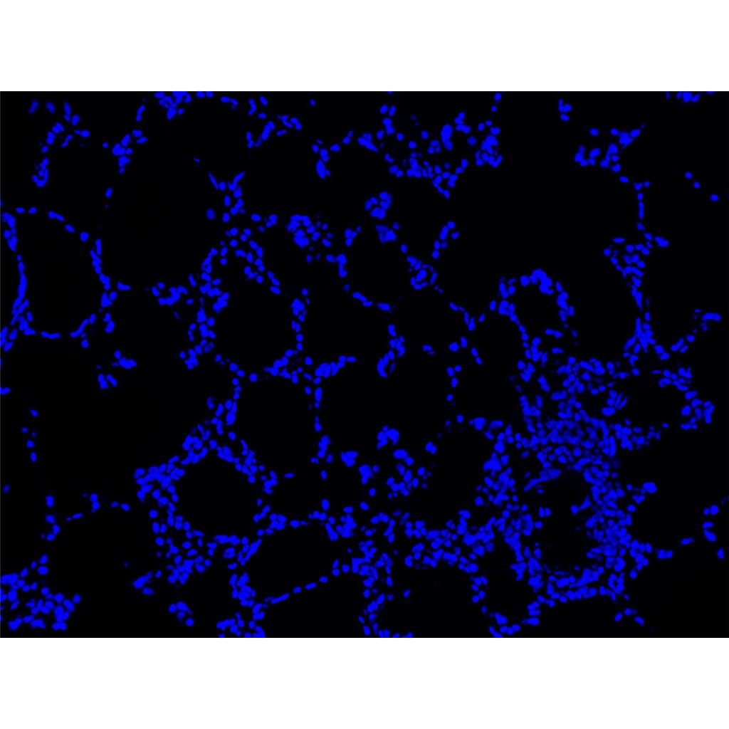 Hoechst 33342染色液（即用型）| 细胞核荧光染料 | EnkiLife恩玑生命