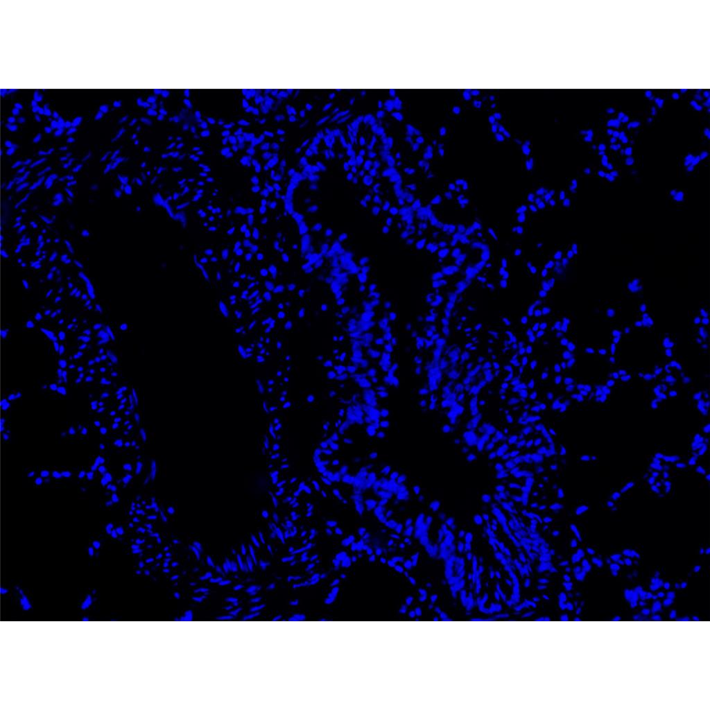 Hoechst 33258染色液（即用型）| 细胞核荧光染料 | EnkiLife恩玑生命