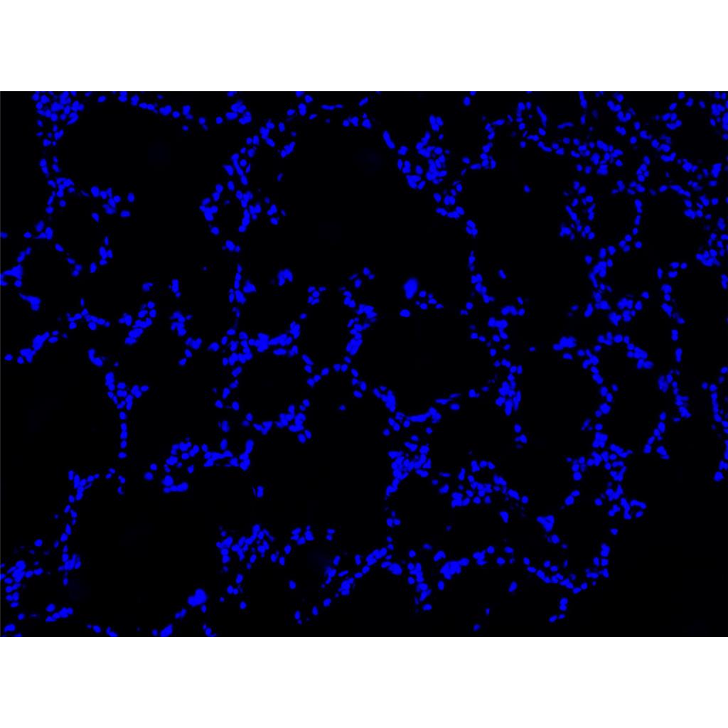 Hoechst 33258染色液（即用型）| 细胞核荧光染料 | EnkiLife恩玑生命