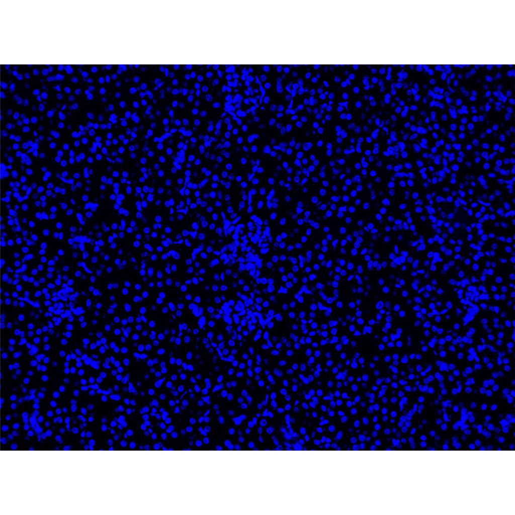 Hoechst 33342活细胞DNA染料| 细胞核荧光染料 | EnkiLife恩玑生命