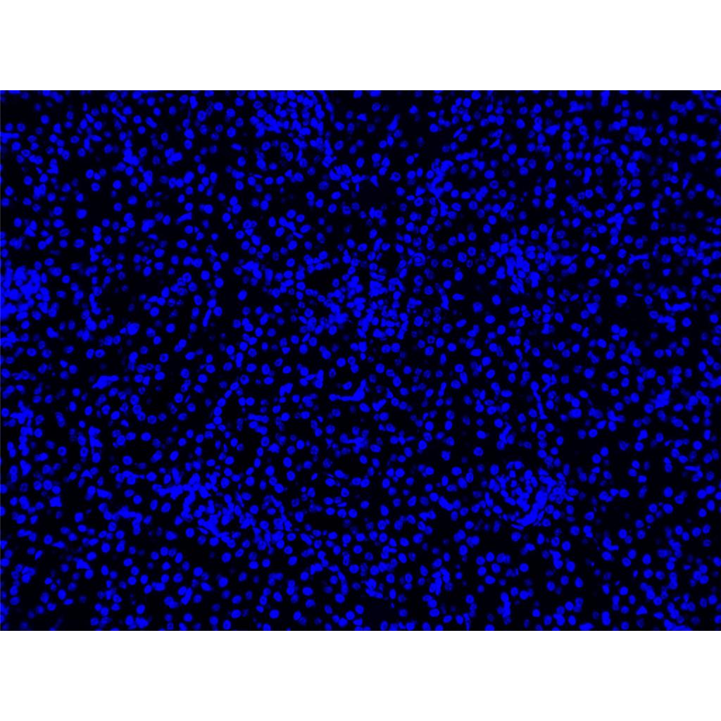 Hoechst 33258活细胞DNA染料| 细胞核荧光染料 | EnkiLife恩玑生命