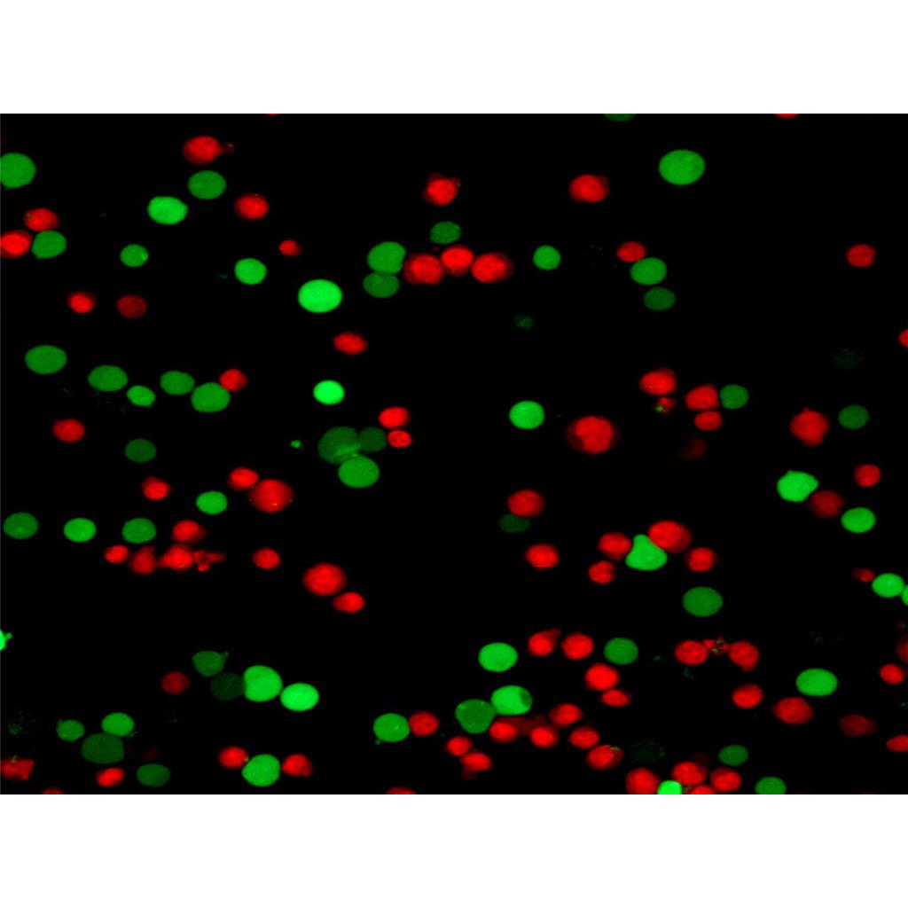 碘化丙啶，PI| 细胞核荧光染料 | EnkiLife恩玑生命