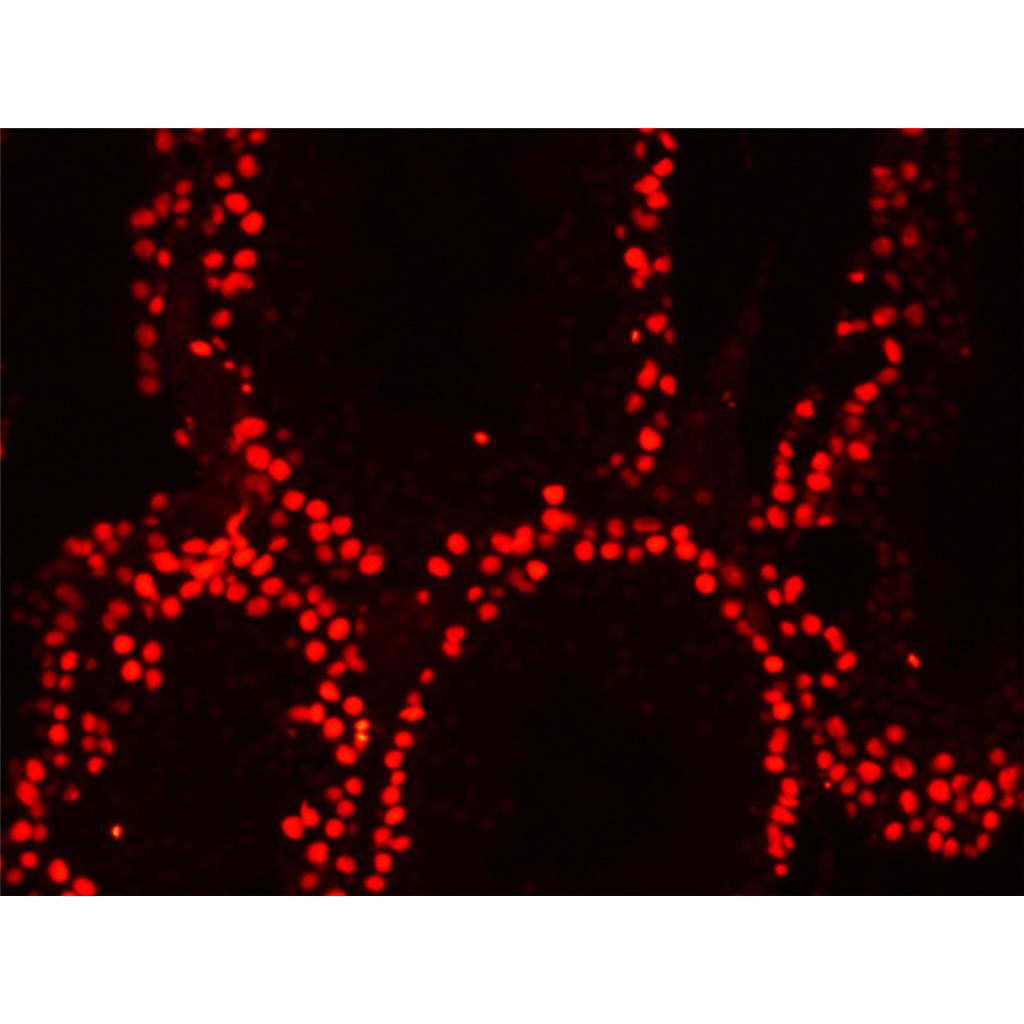 DRAQ5活细胞DNA染料| 细胞核荧光染料 | EnkiLife恩玑生命