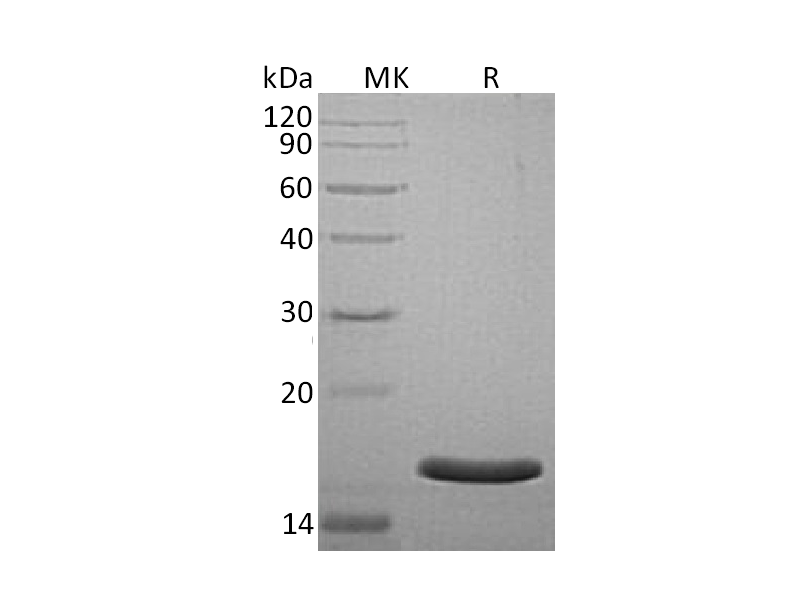 重组人AG-3 (C-6His)蛋白 | EnkiLife恩玑生命