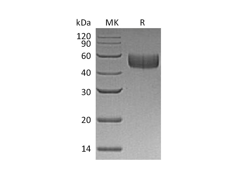 重组人SIRPB1(C-6His)蛋白 | EnkiLife恩玑生命