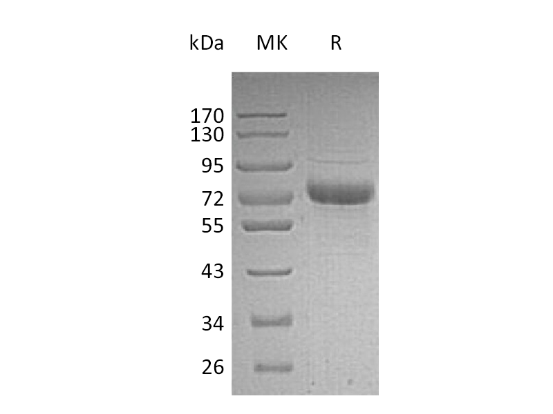 重组人Vitronectin (C-6His)蛋白 | EnkiLife恩玑生命
