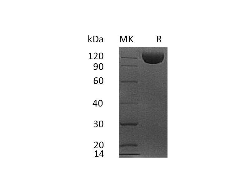 重组人Siglec-2 (C-6His)蛋白 | EnkiLife恩玑生命