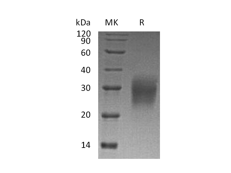 重组人IL-22蛋白 | EnkiLife恩玑生命