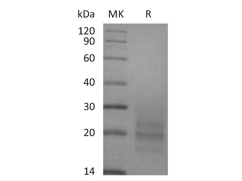 重组人CD3D&CD3E Heterodimer (C-6His)蛋白 | EnkiLife恩玑生命
