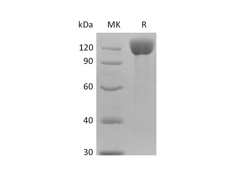 重组人APN Protein (C-6His)蛋白 | EnkiLife恩玑生命