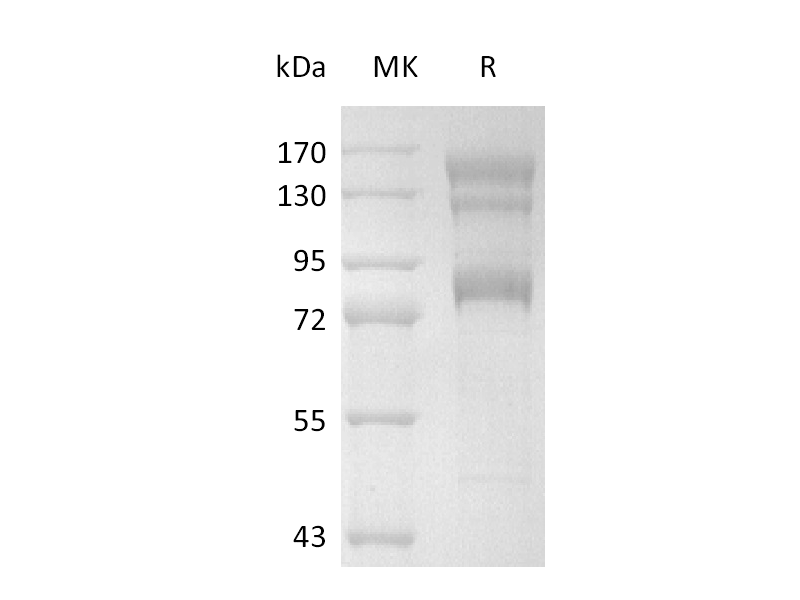 重组人Integrin alpha V beta 8 Heterodimer (C-6His)蛋白 | EnkiLife恩玑生命