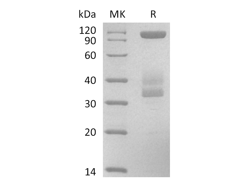 重组人Laminin511 E8 Protein 蛋白 | EnkiLife恩玑生命