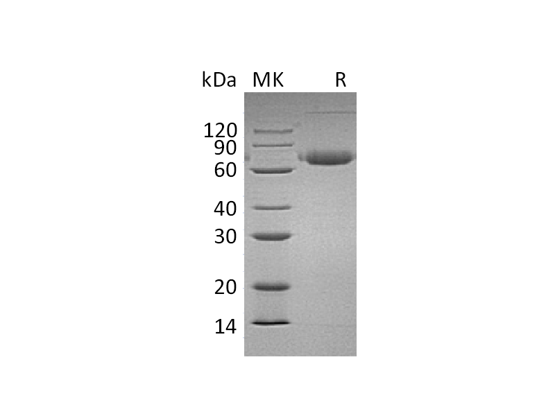 重组小鼠PD-L2 (C-Fc)蛋白 | EnkiLife恩玑生命
