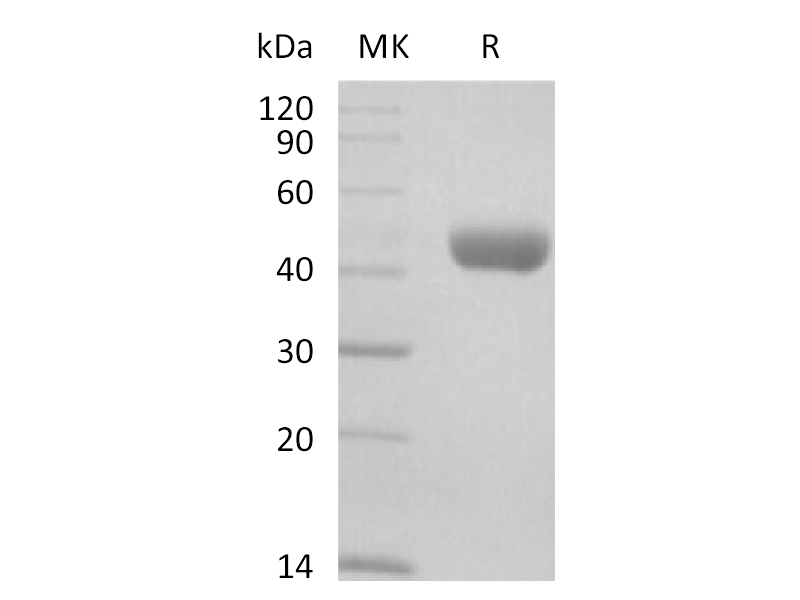 重组小鼠Nectin-2 (C-6His)蛋白 | EnkiLife恩玑生命