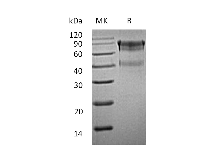 重组小鼠IL-15RA (C-Fc)蛋白 | EnkiLife恩玑生命