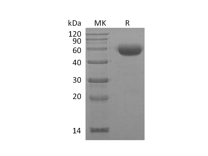 重组小鼠IL-22 (C-mFc)蛋白 | EnkiLife恩玑生命