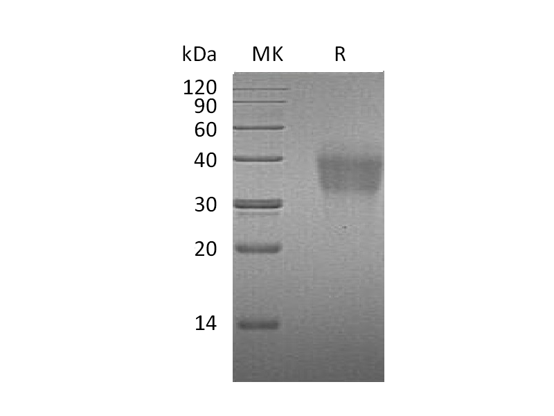 重组小鼠PD-1 (C-6His)蛋白 | EnkiLife恩玑生命