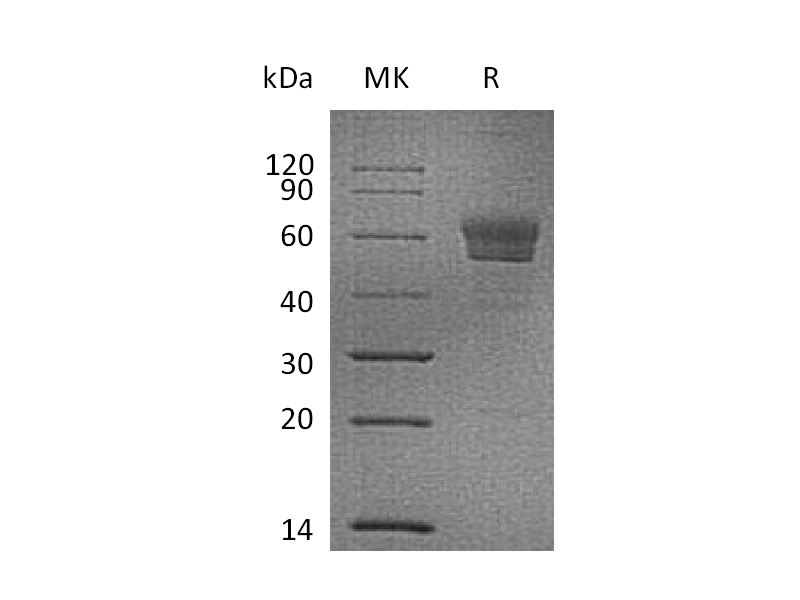 重组小鼠Podoplanin (C-Fc)蛋白 | EnkiLife恩玑生命