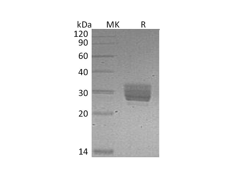 重组小鼠CREG (C-6His)蛋白 | EnkiLife恩玑生命