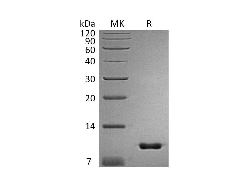 重组小鼠Uteroglobin (C-6His)蛋白 | EnkiLife恩玑生命
