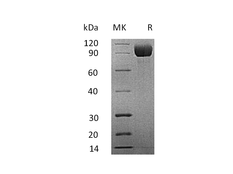 重组小鼠IL-13RA1 (C-Fc)蛋白 | EnkiLife恩玑生命