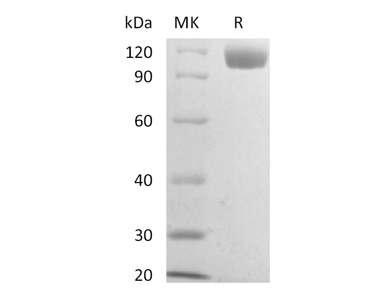 重组小鼠Siglec-2 (C-6His)蛋白 | EnkiLife恩玑生命