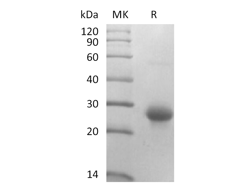 重组小鼠CD27L (N-10His)蛋白 | EnkiLife恩玑生命