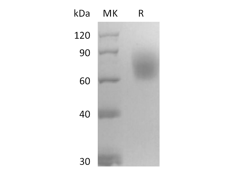 重组小鼠TrkB (C-6His)蛋白 | EnkiLife恩玑生命