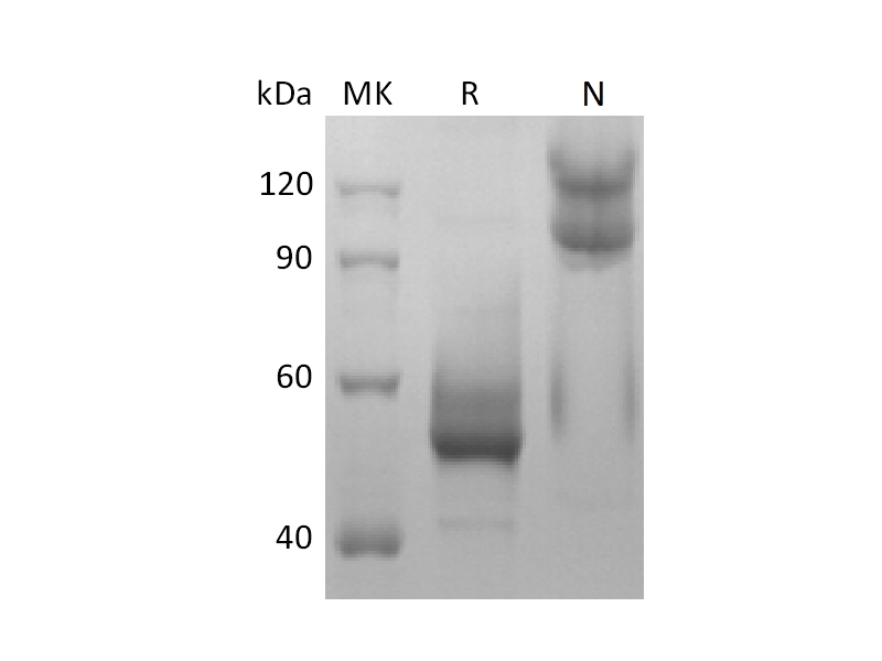 重组小鼠BAFF (N-mFc)蛋白 | EnkiLife恩玑生命