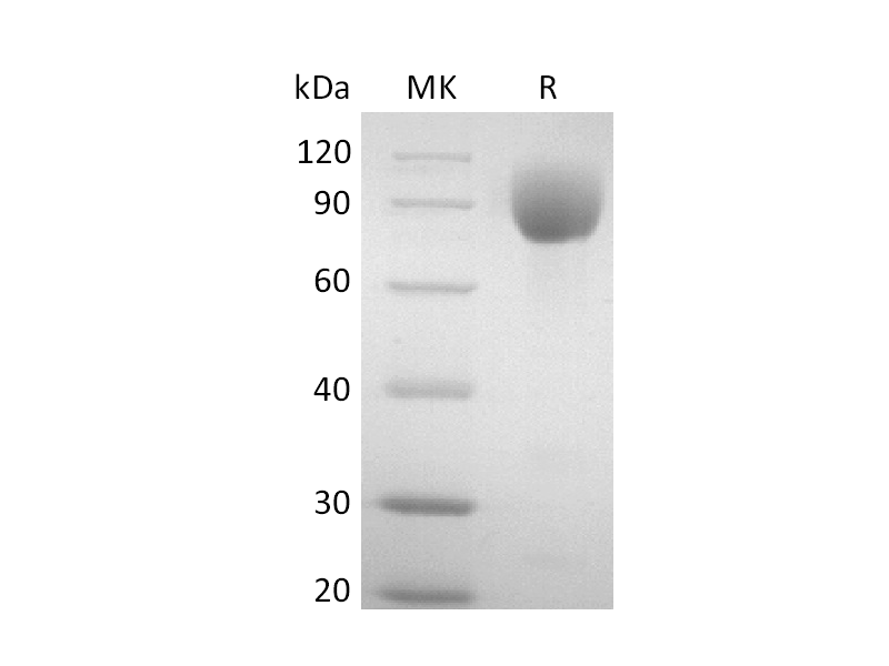 重组小鼠PVR (C-mIgG2AFc)蛋白 | EnkiLife恩玑生命