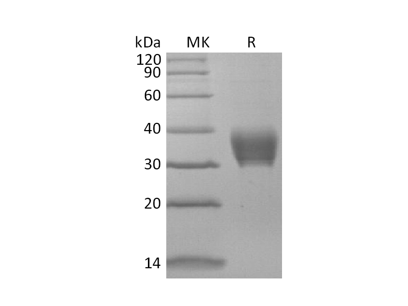 重组小鼠BTNL4 (C-6His)蛋白 | EnkiLife恩玑生命