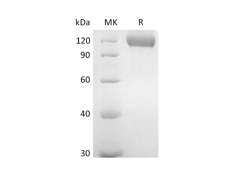 重组小鼠Neuropilin-1 (C-6His)蛋白 | EnkiLife恩玑生命