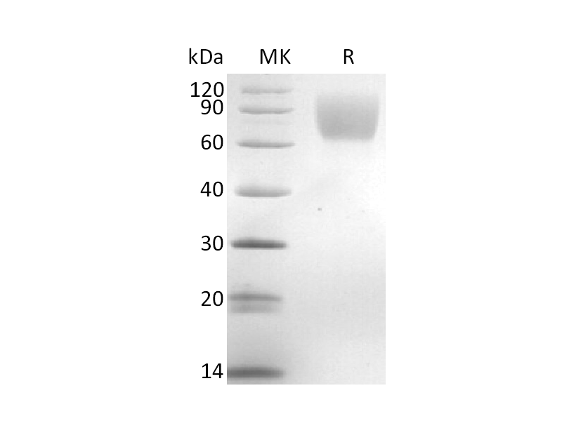 重组小鼠TrkA (C-6His)蛋白 | EnkiLife恩玑生命