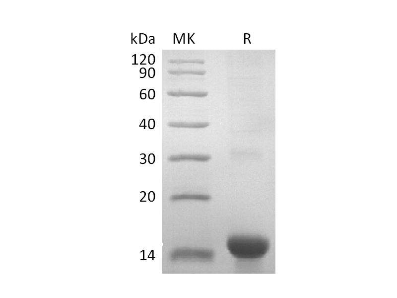 重组小鼠GDF15 (N-8His-Flag)蛋白 | EnkiLife恩玑生命