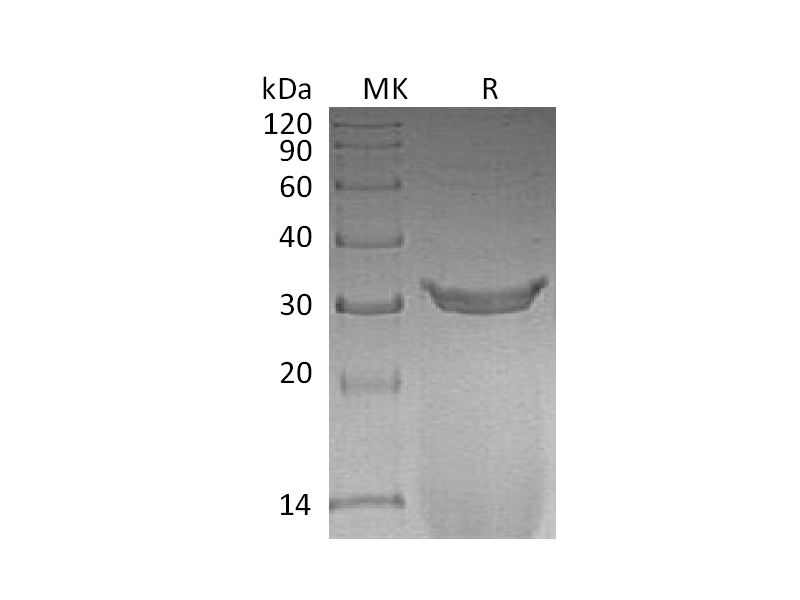 重组大鼠IgG2a Fc蛋白 | EnkiLife恩玑生命