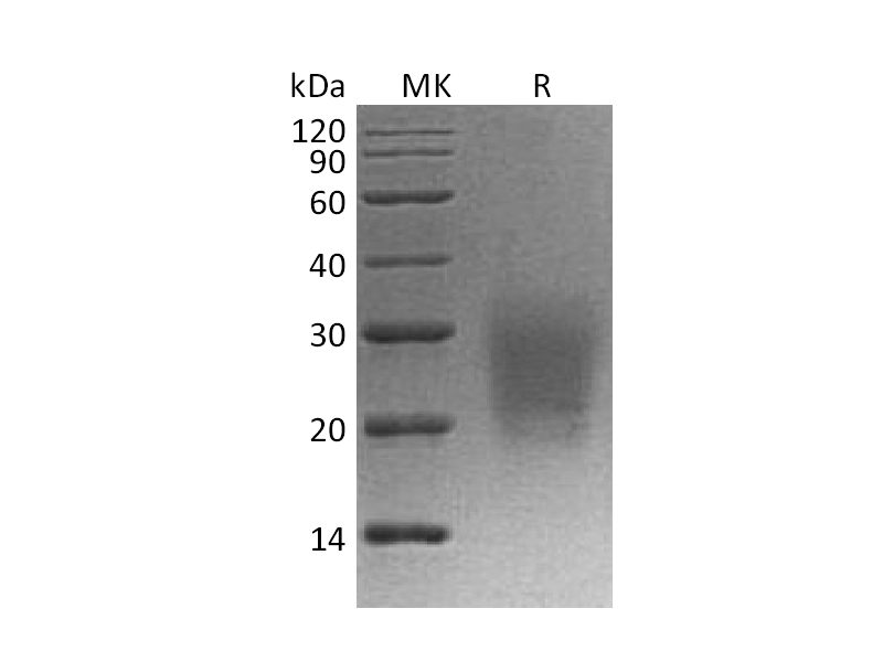 重组食蟹猴CD3d (C-6His)蛋白 | EnkiLife恩玑生命