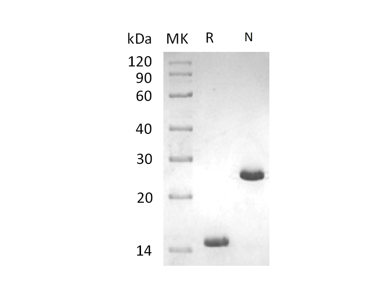 重组人/小鼠/大鼠Activin A蛋白 | EnkiLife恩玑生命