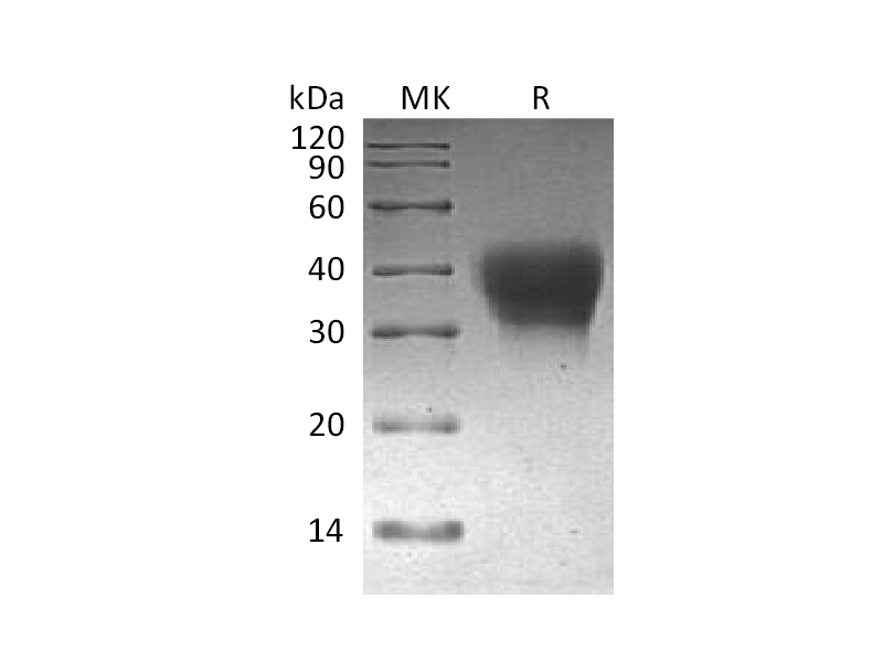 重组食蟹猴PD-1 (C-6His)蛋白 | EnkiLife恩玑生命