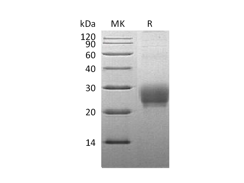 重组食蟹猴OX40L (N-8His)蛋白 | EnkiLife恩玑生命