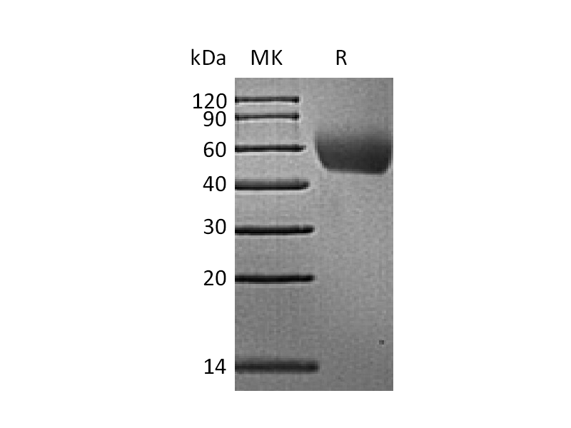重组猕猴CD155 (C-6His)蛋白 | EnkiLife恩玑生命